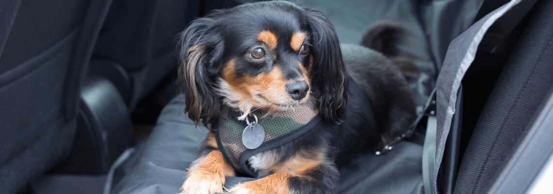 [paste advice page name here]